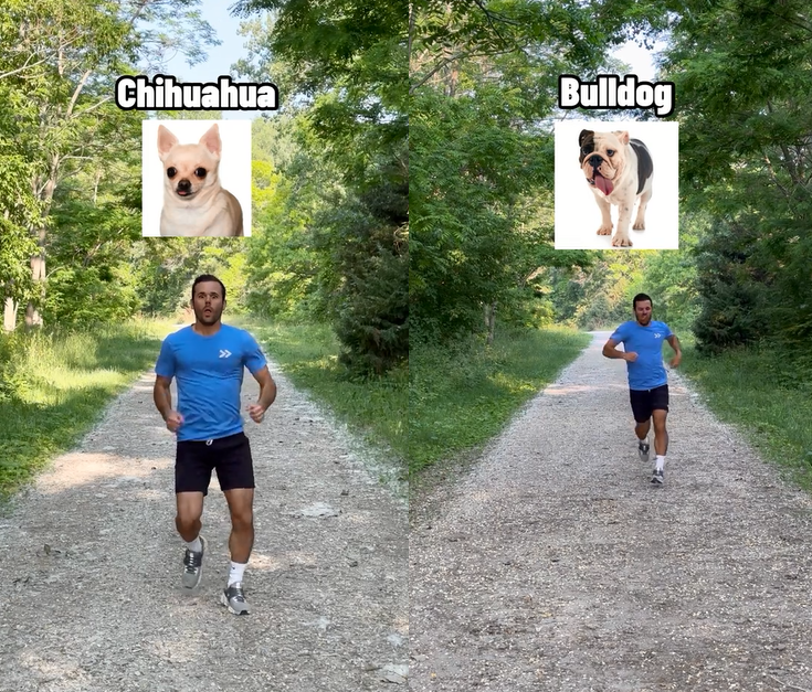 VÍDEO: Tiktoker mostra como diferentes raças de cachorros correriam se fossem humanos e viraliza