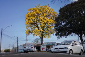 Além de sua beleza, a escolha dos ipês, árvores nativas do Cerrado, foi feita devido à sua resistência ao clima da região.